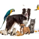Other Animals