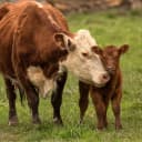 Farm Animals