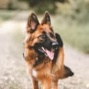 Dogs