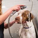 Pet Care